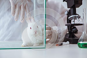 The white rabbit in scientific lab experiment