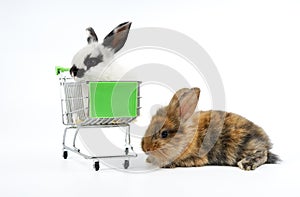 white rabbit in shopping cart and brown lying on ground isolated on white background