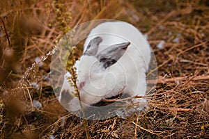 White rabbit sits in dry grass in autumn. Domestic rabbits on the farm. fluffy hare