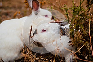 White rabbit sits in dry grass in autumn. Domestic rabbits on the farm. fluffy hare