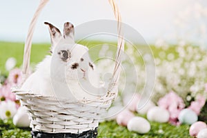 White rabbit sitting in Easter basket