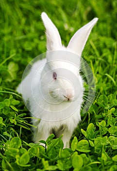 White rabbit sitting in green grass