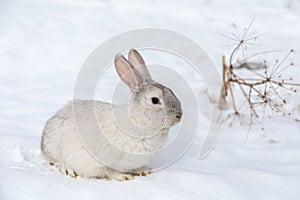 White rabbit on the snow