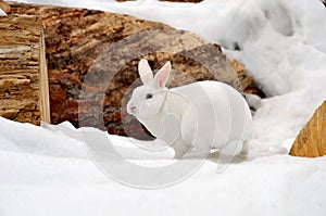 White Rabbit in the Snow