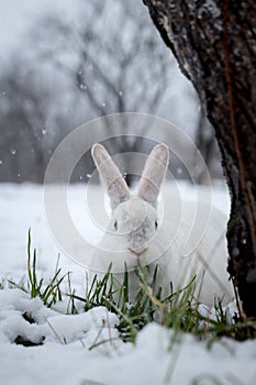 White rabbit in the snow