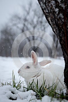 White rabbit in the snow