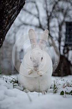 White rabbit in the snow