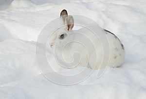 White rabbit in snow