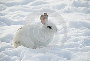 White rabbit in snow profile