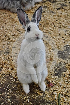 A White Rabbit Stands Up to Look at the Camera