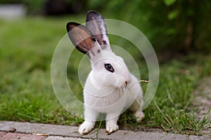 White rabbit in summer day on the field. White baby bunny on a grass