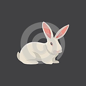 White rabbit vector