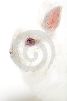 White rabbit on white