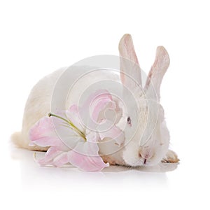 White rabbit and white-pink lily.