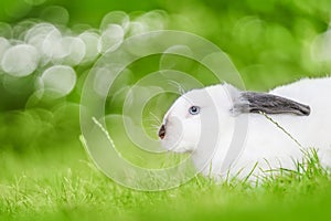 White rabbits with black ears sitting on the green grass. Beauty in nature.