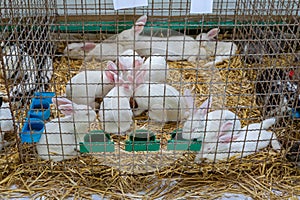 White Rabbits Cage