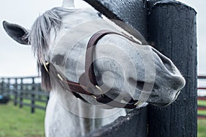 White Racehorse