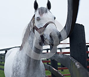 White Racehorse