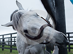 White Racehorse