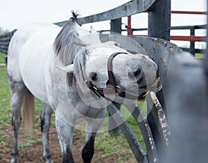 White Racehorse