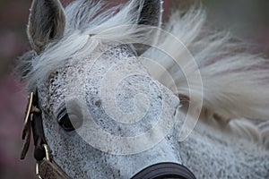 White Racehorse