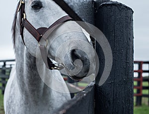 White Racehorse