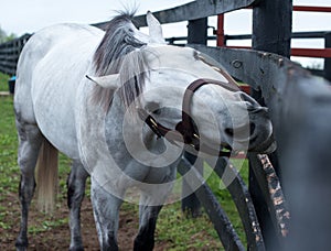 White Racehorse