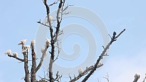 White Racing Pigeons Roosting in Old Tree