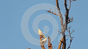 White Racing Pigeons Roosting in Old Tree