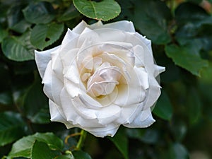 White 'Racy Lady' Rose