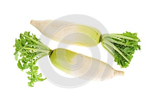White Radish