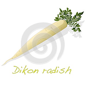 White radish. Dikon.