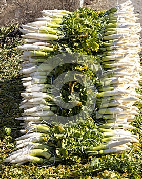 White Radish edible root vegetable