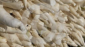 White Radish edible roots closeup