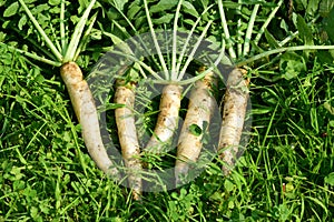 White radish in the garden.