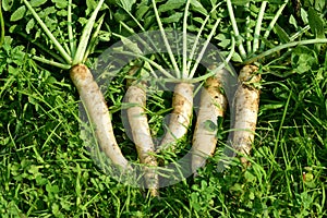 White radish in the garden. View from above.