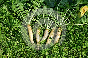 White radish in the garden. View from above.