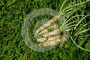 White radish in the garden. View from above.