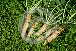 White radish in the garden. View from above.