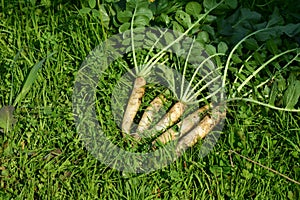 White radish in the garden. View from above.