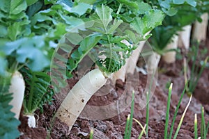 white radish growing in the garden bed. Gardening banner background with white Radish,Radish plant in sandy soil, close up.