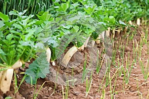 white radish growing in the garden bed. Gardening banner background with white Radish,Radish plant in sandy soil, close up.