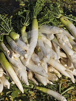 White radish with leaves display in market place