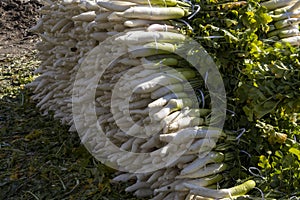 White radish with leaves stacked in a marketplace