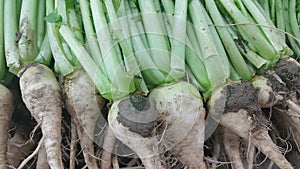 White radish roots with green leaves placed in market