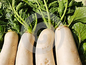 White Radish whit leaves.