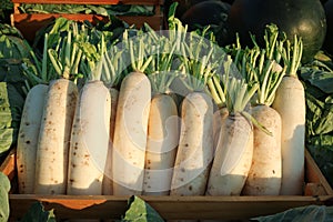 White radish in wooden crate