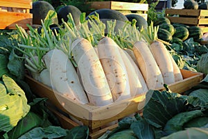 White radish in wooden crate