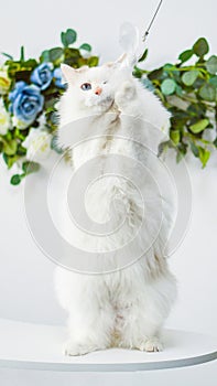 White Ragdoll cat hold and play