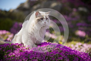 White Ragdoll Cat photo